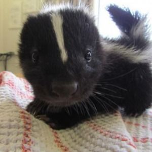 Meet your Posher, Jose